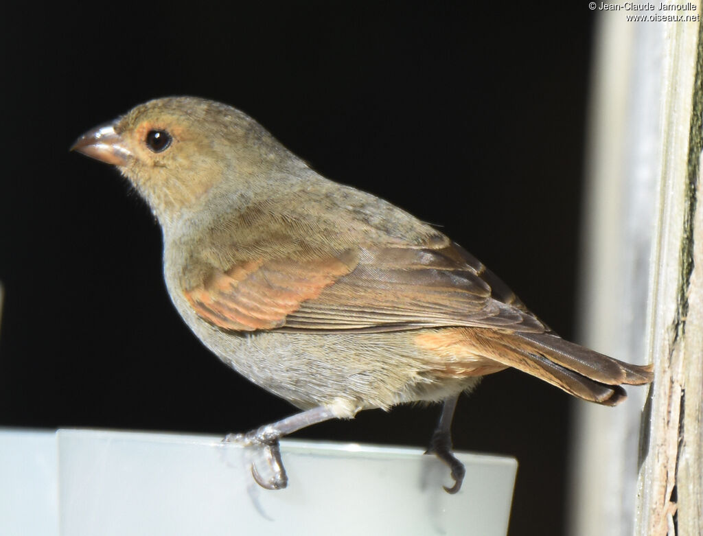 Lesser Antillean Bullfinch