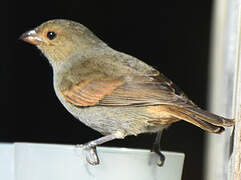 Lesser Antillean Bullfinch