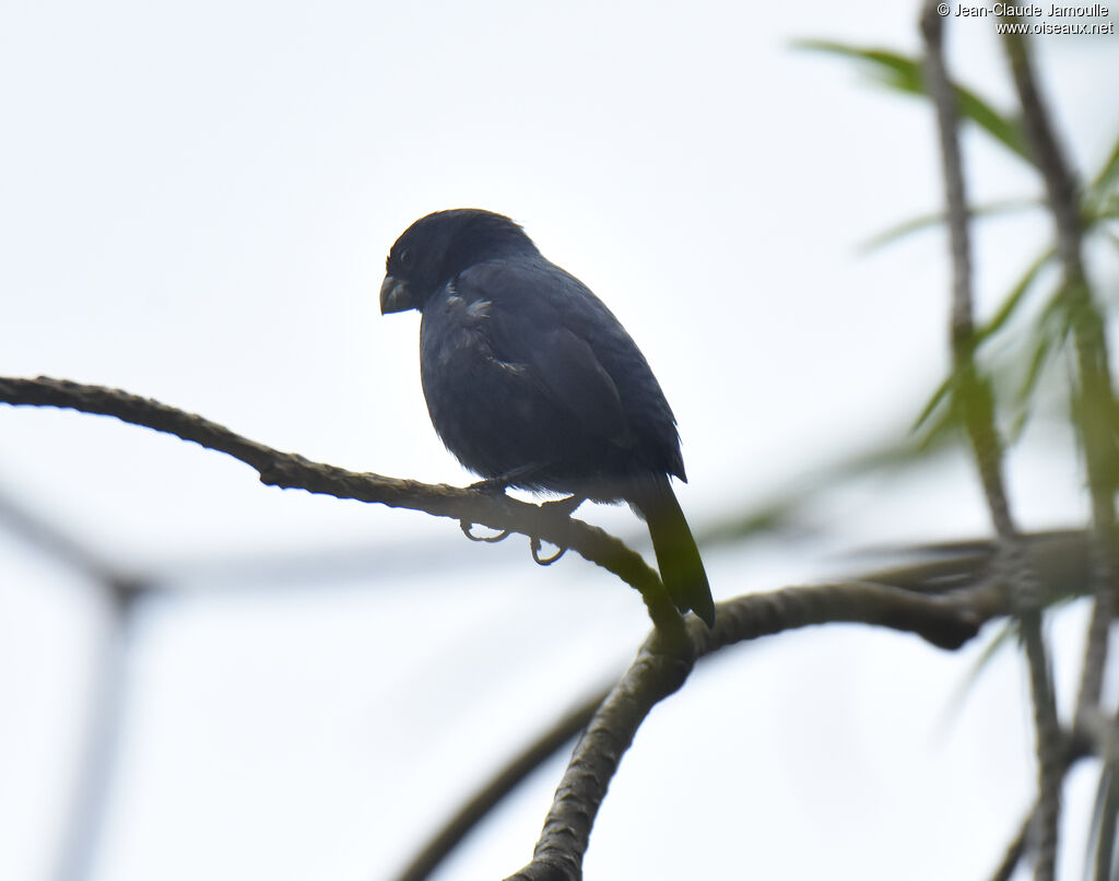 Variable Seedeater male