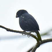 Variable Seedeater