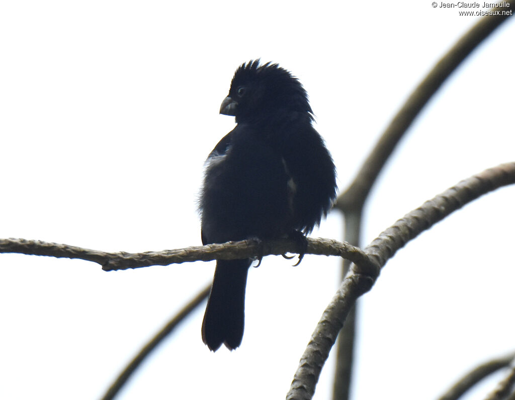 Variable Seedeater