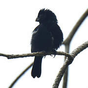 Variable Seedeater