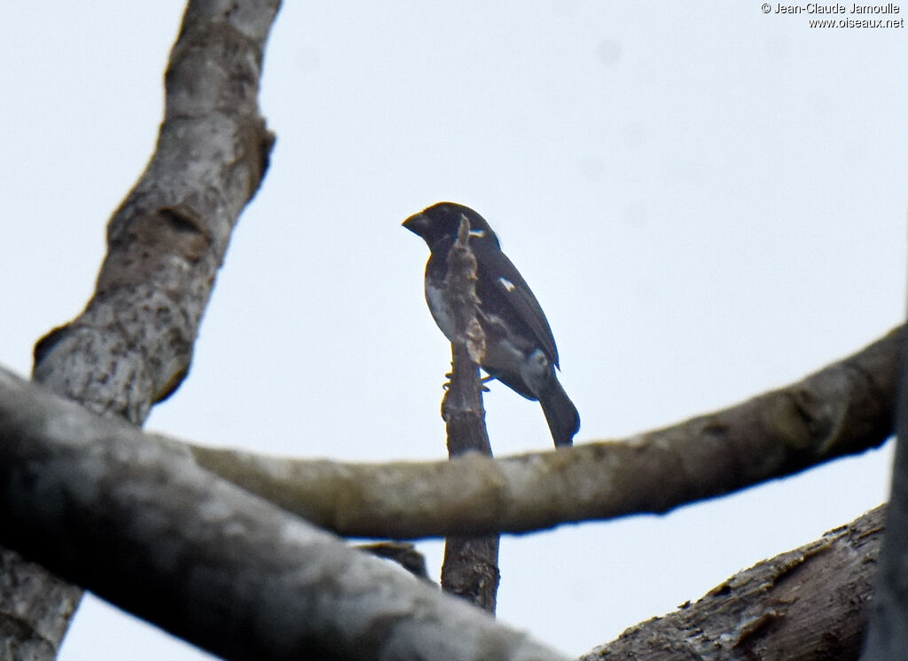 Variable Seedeater