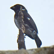 Variable Seedeater