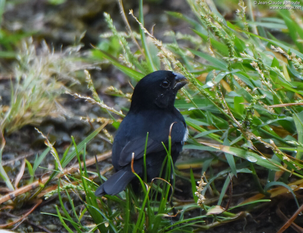 Variable Seedeater male