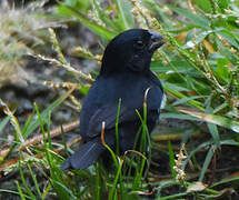 Variable Seedeater