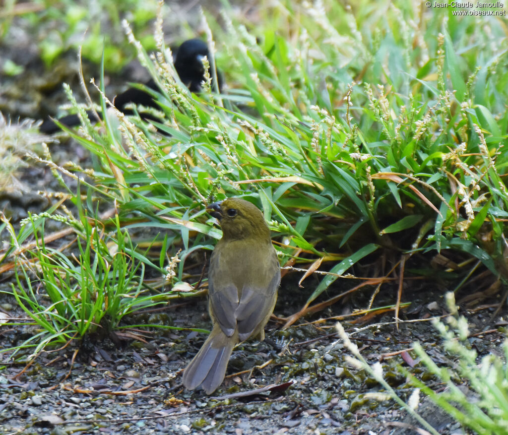 Variable Seedeater female