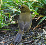 Variable Seedeater