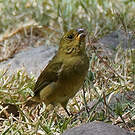 Sporophile variable