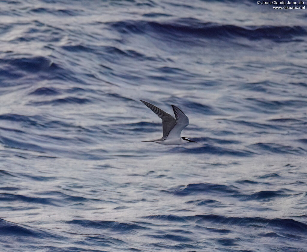 Spectacled Ternadult, Flight