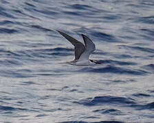 Spectacled Tern