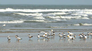 West African Crested Tern