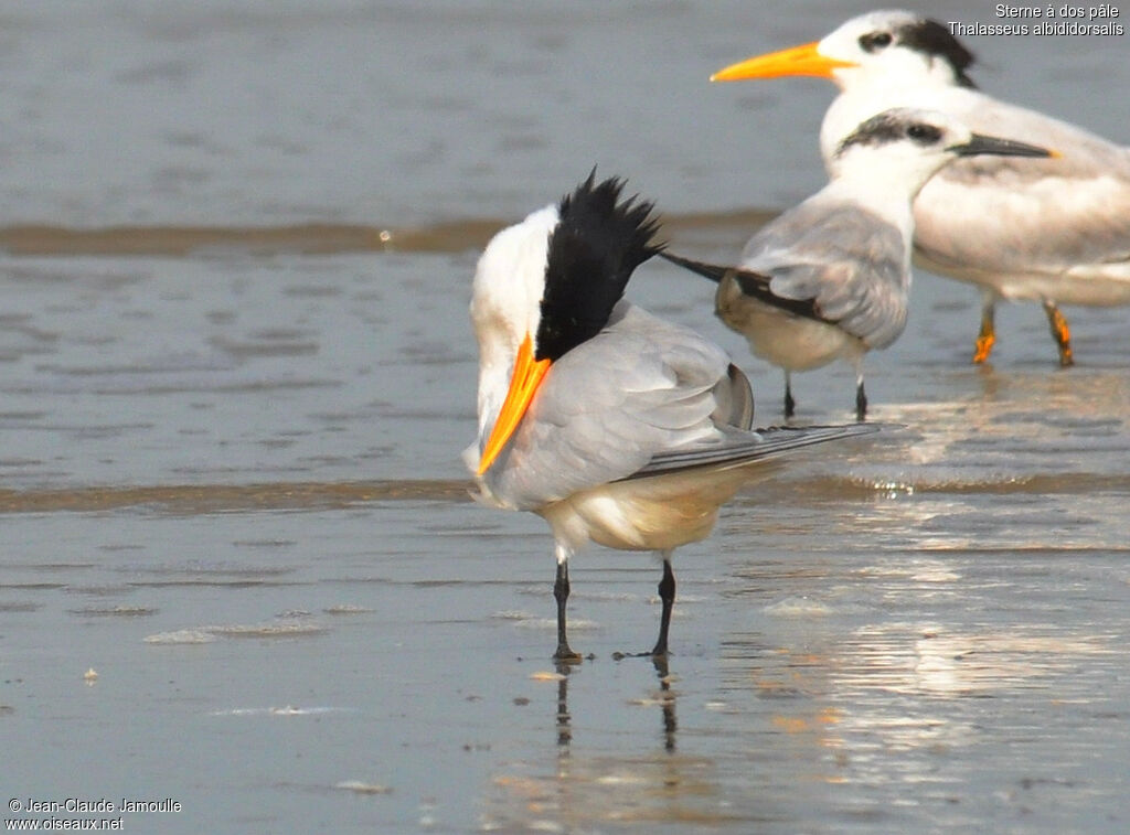 West African Crested Ternadult, Behaviour