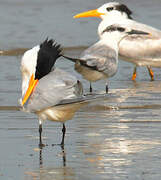 West African Crested Tern