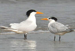 West African Crested Tern