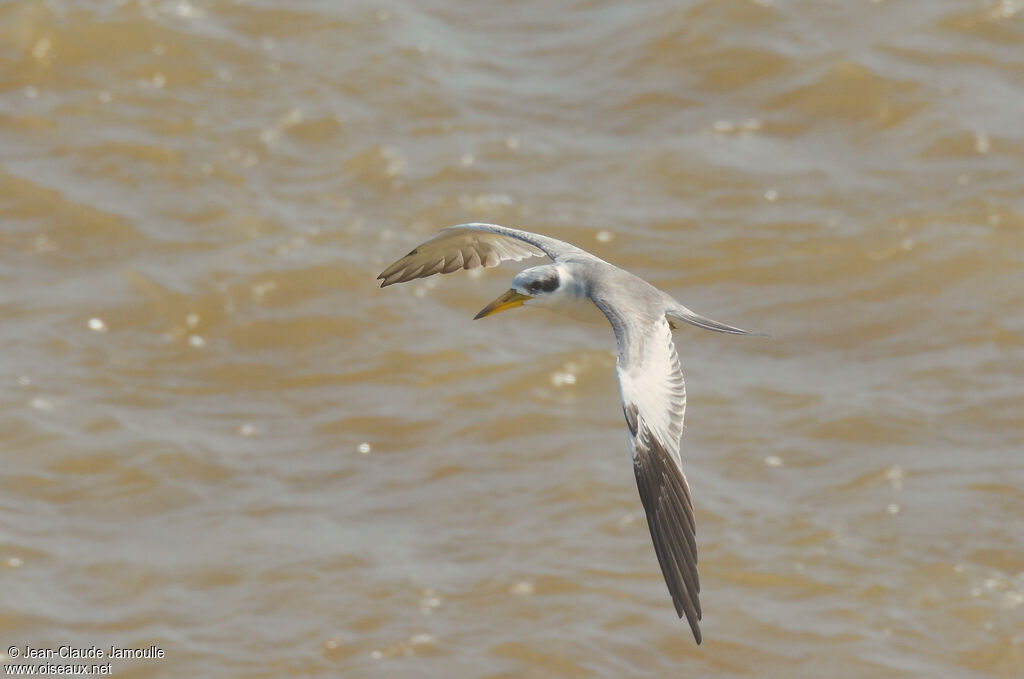 Large-billed Tern, Flight