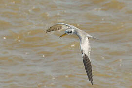 Large-billed Tern