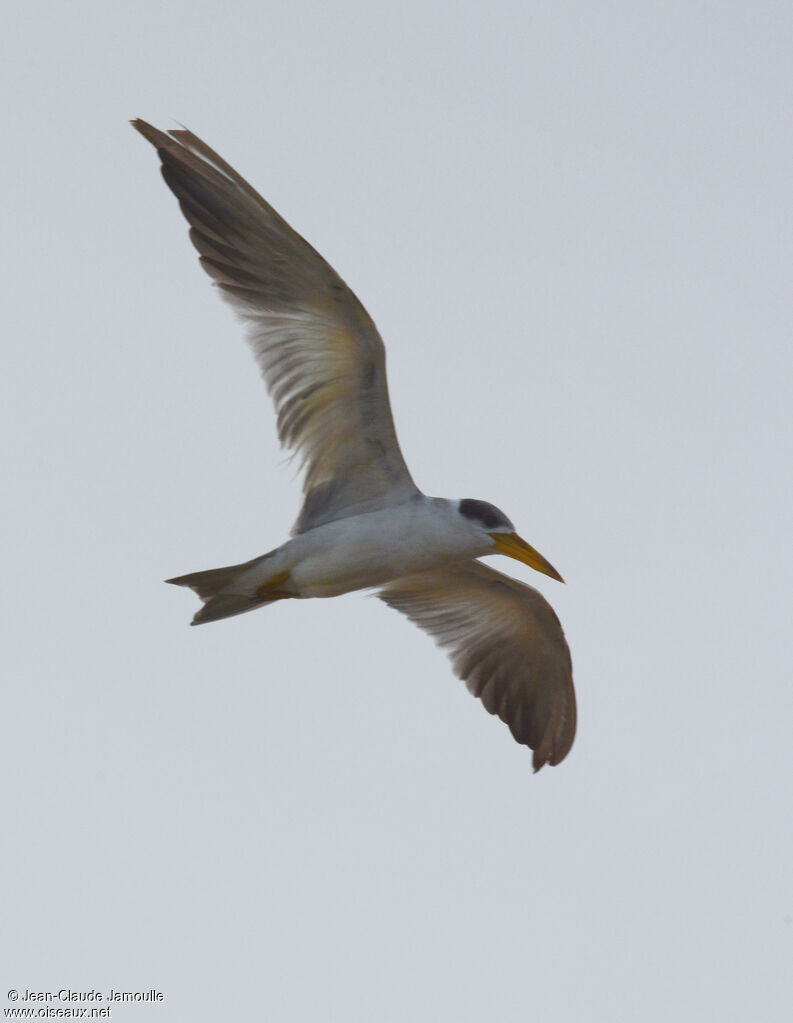 Large-billed Tern, Flight