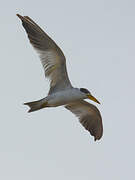 Large-billed Tern