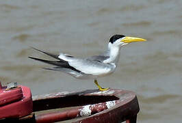 Large-billed Tern