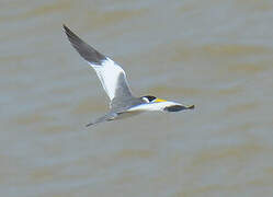 Large-billed Tern