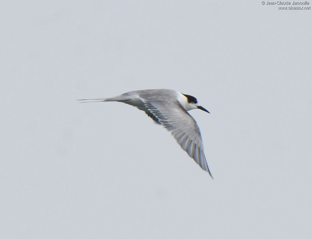 White-cheeked Tern