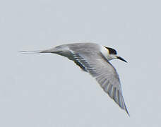 White-cheeked Tern