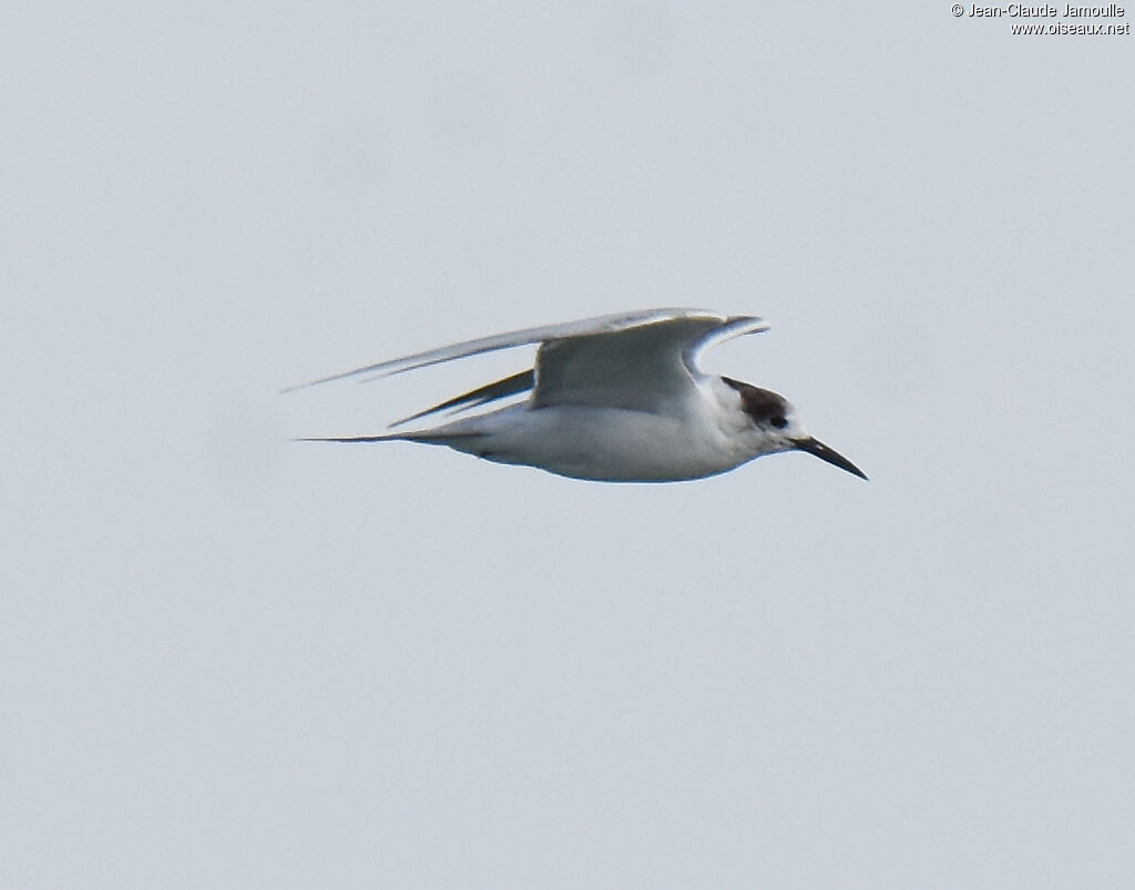 White-cheeked Tern