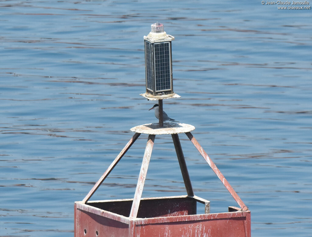 White-cheeked Tern