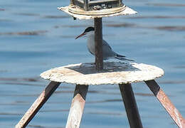 White-cheeked Tern