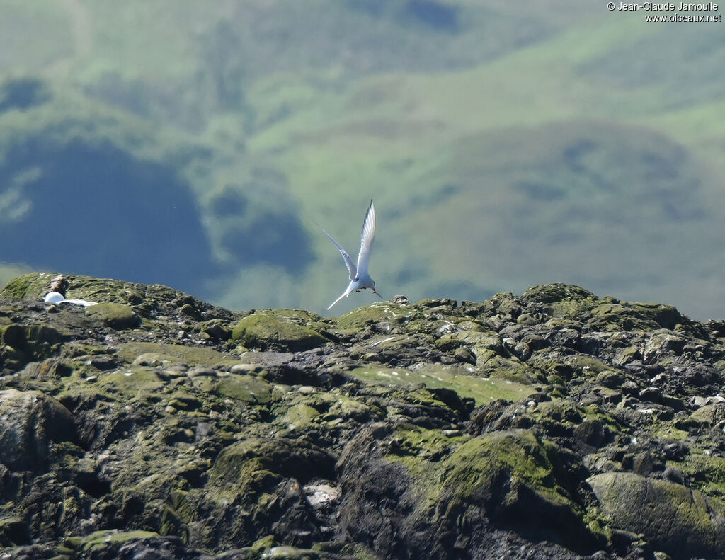 Arctic Tern