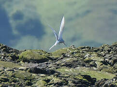 Arctic Tern