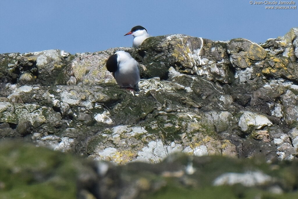 Arctic Tern