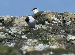 Arctic Tern