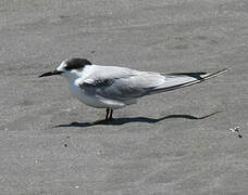 Arctic Tern