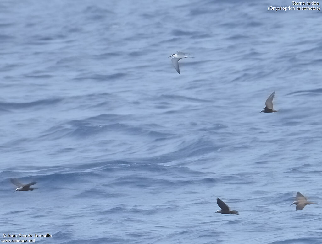 Bridled Tern