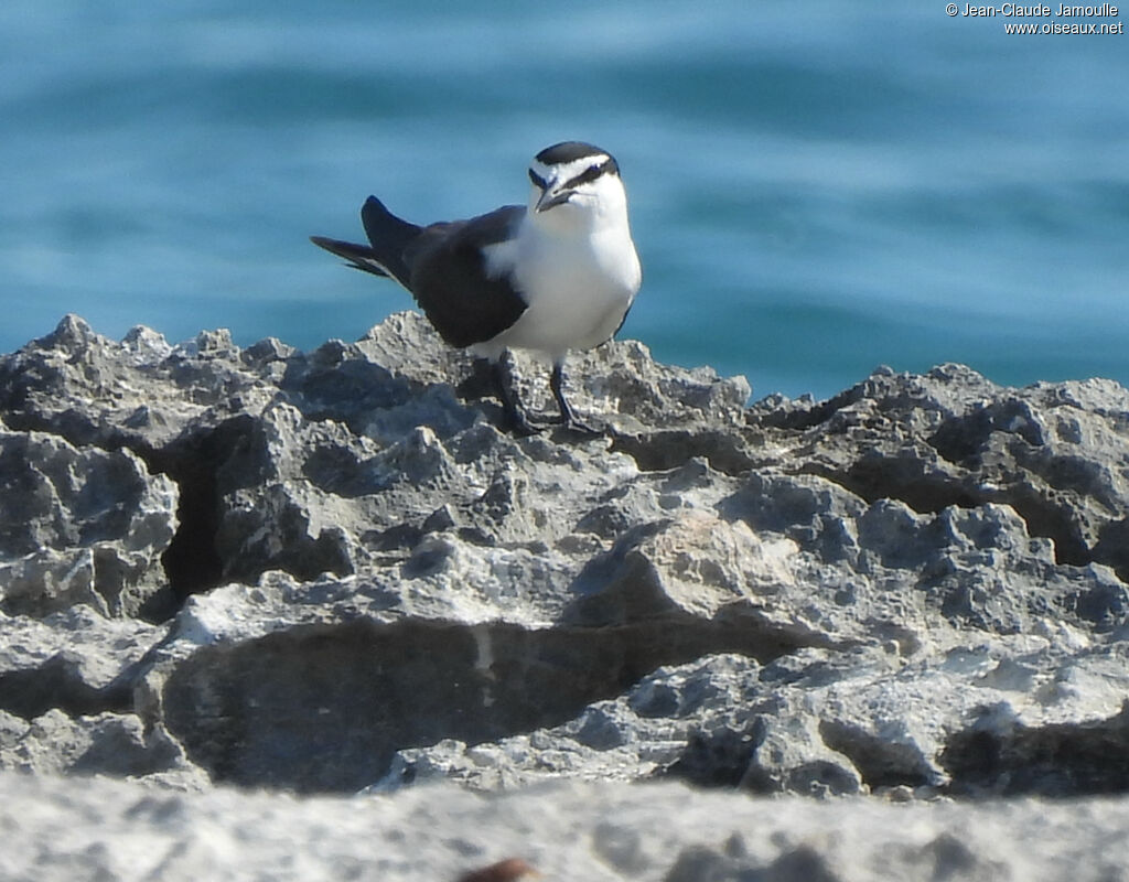 Bridled Tern