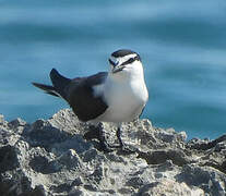 Bridled Tern