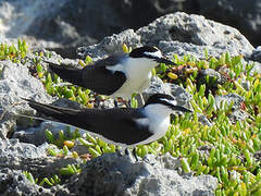 Bridled Tern