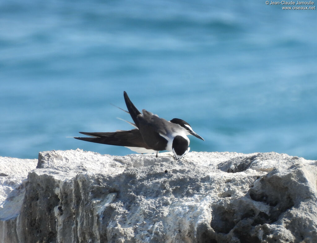 Bridled Tern