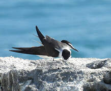 Bridled Tern