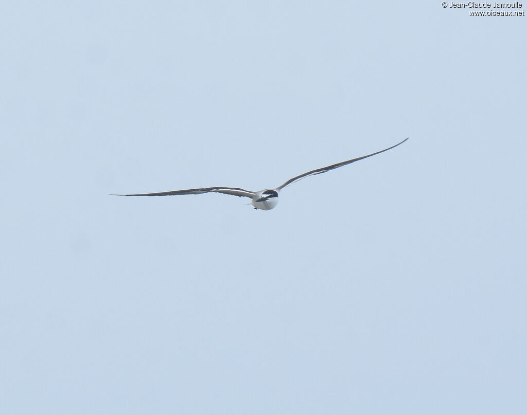 Bridled Tern