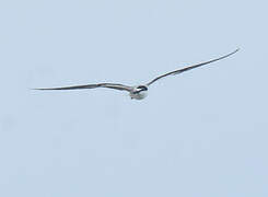 Bridled Tern