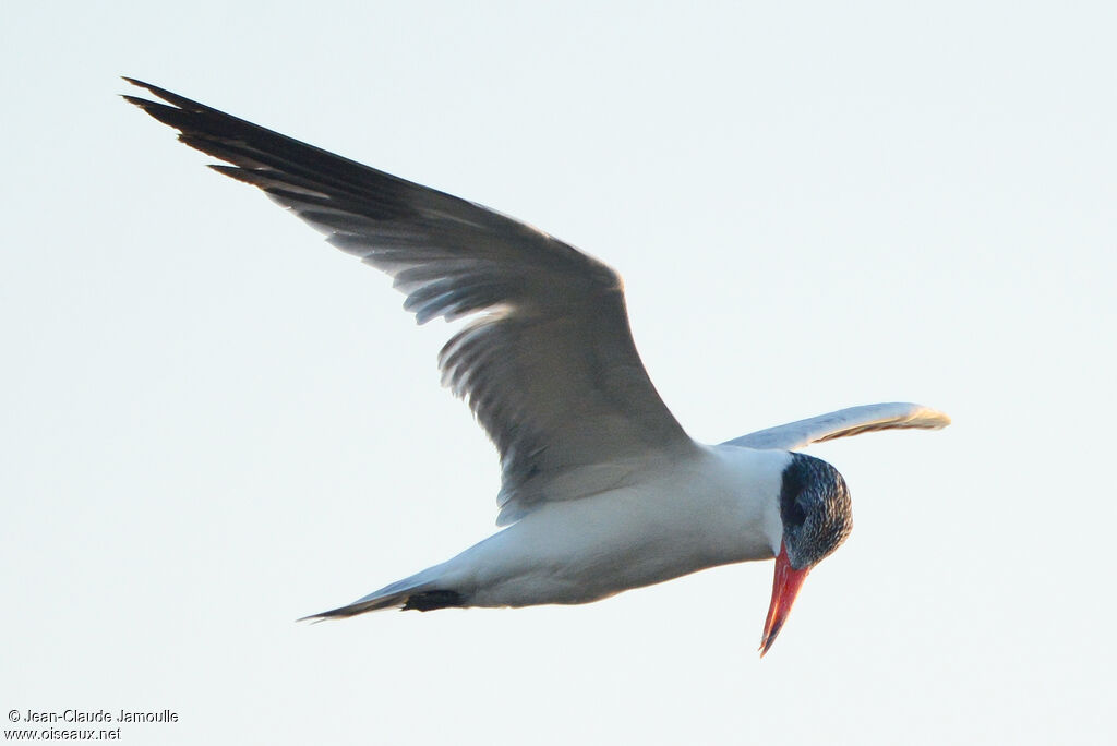 Caspian Tern, Behaviour