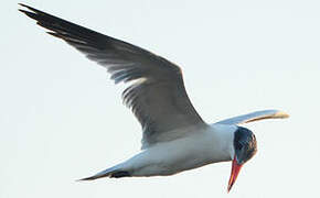 Caspian Tern