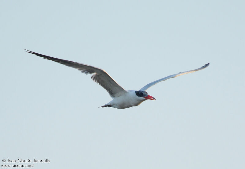 Caspian Tern, Flight