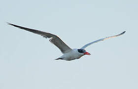 Caspian Tern