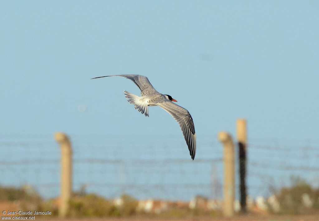 Caspian Tern