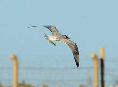 Caspian Tern