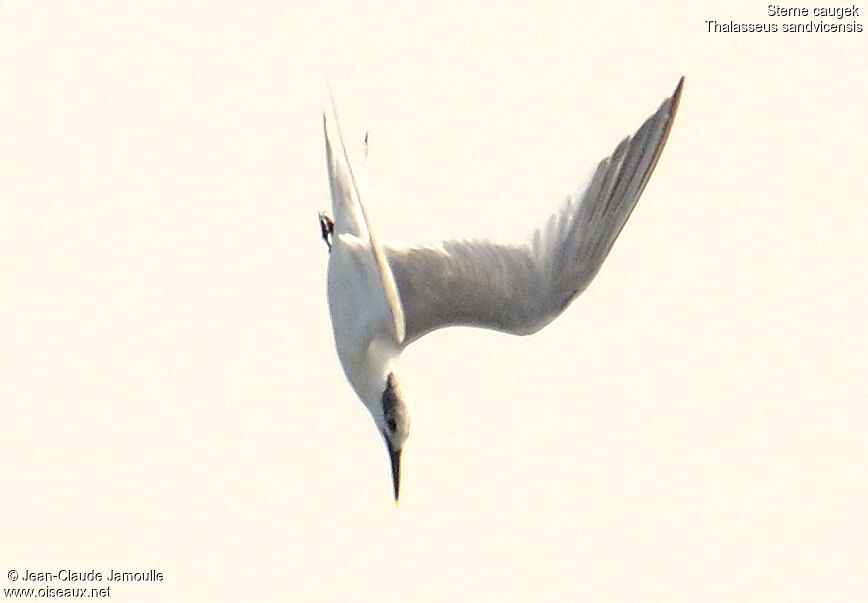 Sandwich Tern, Behaviour